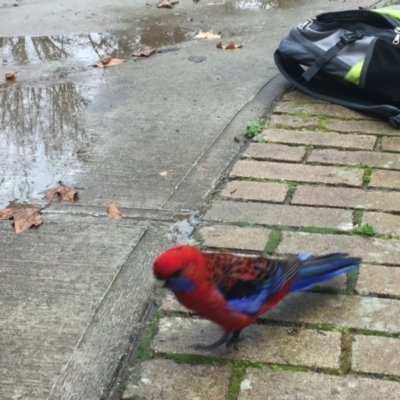 Platycercus elegans (Crimson Rosella) at Paddys River, ACT - 9 Sep 2020 by Cpiiroinen