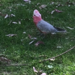 Eolophus roseicapilla (Galah) at Acton, ACT - 18 Nov 2020 by Cpiiroinen