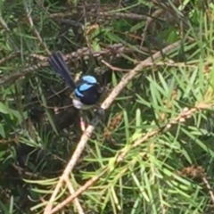 Malurus cyaneus (Superb Fairywren) at Acton, ACT - 23 Jan 2021 by Cpiiroinen