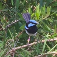 Malurus cyaneus at Acton, ACT - 23 Jan 2021