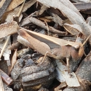 Cryptobothrus chrysophorus at Lyneham Wetland - 25 Mar 2021