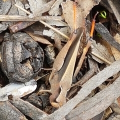 Cryptobothrus chrysophorus at Lyneham Wetland - 25 Mar 2021