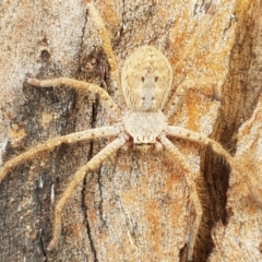 Isopedella sp. (genus) (Isopedella huntsman) at Lyneham Wetland - 25 Mar 2021 by tpreston