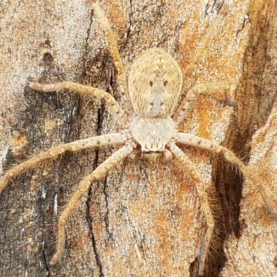 Isopedella sp. (genus) (Isopedella huntsman) at Lyneham Wetland - 25 Mar 2021 by trevorpreston