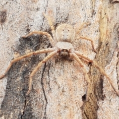 Isopedella sp. (genus) at Lyneham Wetland - 25 Mar 2021