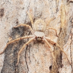 Isopedella sp. (genus) at Lyneham Wetland - 25 Mar 2021