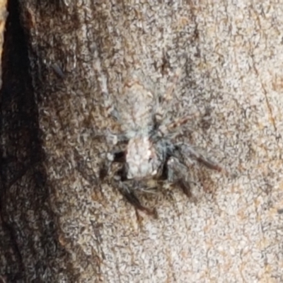 Servaea sp. (genus) (Unidentified Servaea jumping spider) at Lyneham, ACT - 25 Mar 2021 by tpreston