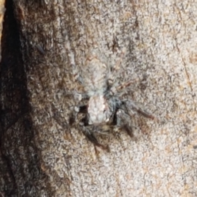 Servaea sp. (genus) (Unidentified Servaea jumping spider) at Sullivans Creek, Lyneham South - 25 Mar 2021 by trevorpreston