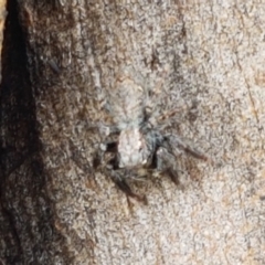 Servaea sp. (genus) (Unidentified Servaea jumping spider) at Lyneham Wetland - 25 Mar 2021 by tpreston