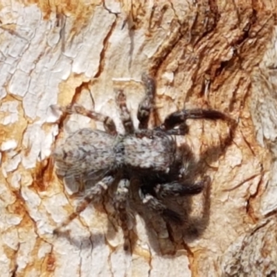 Servaea sp. (genus) (Unidentified Servaea jumping spider) at Sullivans Creek, Lyneham South - 25 Mar 2021 by trevorpreston