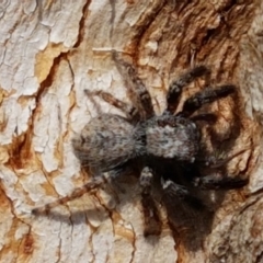 Servaea sp. (genus) at Lyneham Wetland - 25 Mar 2021 11:45 AM