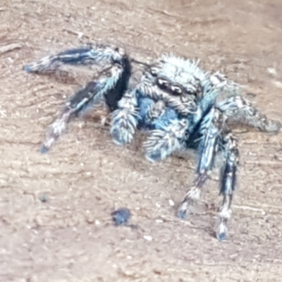 Servaea sp. (genus) (Unidentified Servaea jumping spider) at Sullivans Creek, Lyneham South - 25 Mar 2021 by trevorpreston