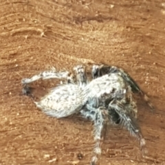 Servaea sp. (genus) at Lyneham, ACT - 25 Mar 2021