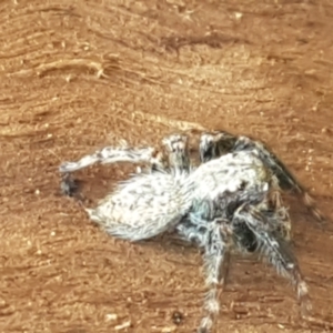 Servaea sp. (genus) at Lyneham, ACT - 25 Mar 2021