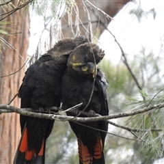 Calyptorhynchus lathami lathami (Glossy Black-Cockatoo) at Mittagong, NSW - 25 Mar 2021 by GlossyGal