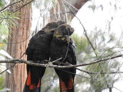 Calyptorhynchus lathami lathami (Glossy Black-Cockatoo) at Mittagong, NSW - 25 Mar 2021 by GlossyGal