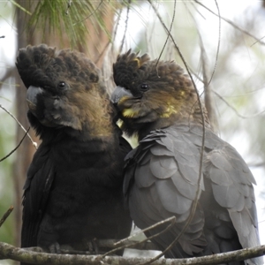 Calyptorhynchus lathami lathami at Mittagong, NSW - suppressed