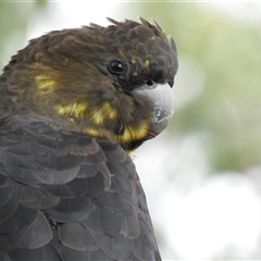 Calyptorhynchus lathami lathami at Mittagong, NSW - suppressed