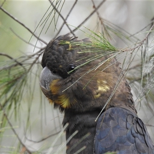 Calyptorhynchus lathami lathami at Mittagong, NSW - suppressed