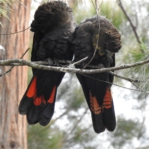 Calyptorhynchus lathami lathami at Mittagong, NSW - suppressed