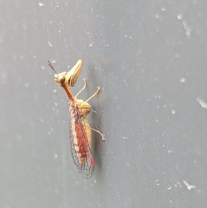 Mantispidae (family) at Thurgoona, NSW - 20 Mar 2021 11:14 AM