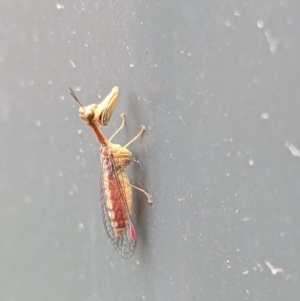 Mantispidae (family) at Thurgoona, NSW - 20 Mar 2021