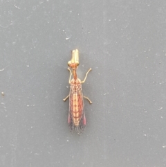 Mantispidae (family) at Thurgoona, NSW - 20 Mar 2021