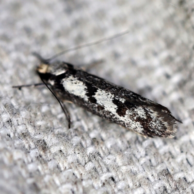 Eusemocosma pruinosa (Philobota Group Concealer Moth) at O'Connor, ACT - 18 Oct 2020 by ibaird