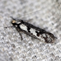 Eusemocosma pruinosa (Philobota Group Concealer Moth) at O'Connor, ACT - 18 Oct 2020 by ibaird