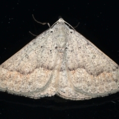 Unidentified Geometer moth (Geometridae) at Ainslie, ACT - 24 Mar 2021 by jbromilow50