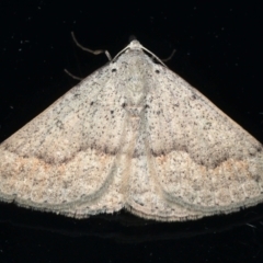 Nearcha aridaria (Desert Nearcha (Oenochrominae) at Ainslie, ACT - 24 Mar 2021 by jb2602