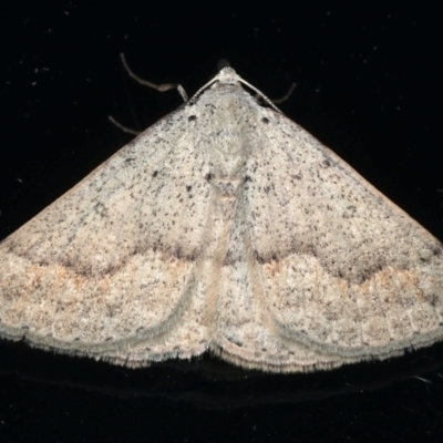 Nearcha aridaria (Desert Nearcha (Oenochrominae) at Ainslie, ACT - 24 Mar 2021 by jb2602