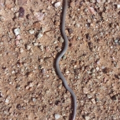 Aprasia parapulchella (Pink-tailed Worm-lizard) at Denman Prospect, ACT - 25 Mar 2021 by DebK