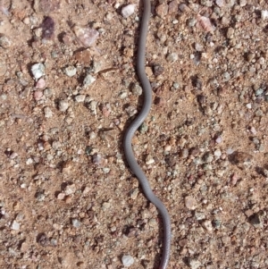 Aprasia parapulchella at Molonglo River Reserve - 25 Mar 2021