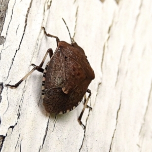 Dictyotus conspicuus at Crooked Corner, NSW - 24 Mar 2021