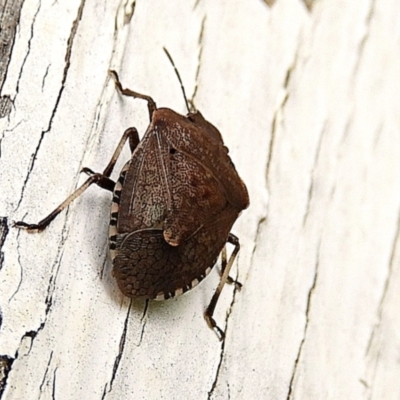 Dictyotus conspicuus (A shield or stink bug) at Crooked Corner, NSW - 24 Mar 2021 by Milly