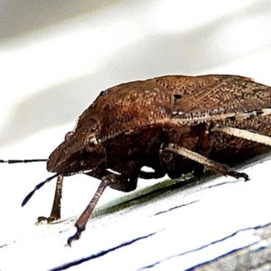 Dictyotus conspicuus at Crooked Corner, NSW - 24 Mar 2021