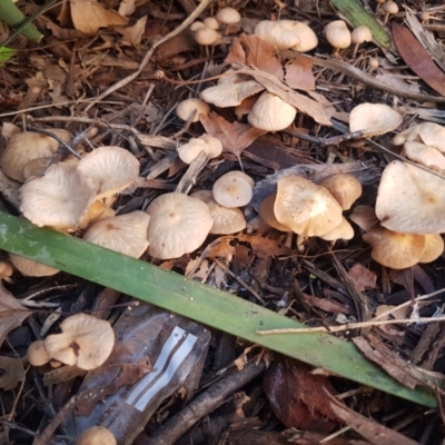 Collybia s.l. at Sullivans Creek, Lyneham South - 25 Mar 2021 by trevorpreston