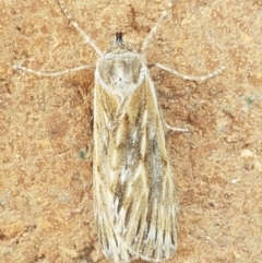 Ciampa arietaria (Brown Pasture Looper Moth) at Lyneham, ACT - 25 Mar 2021 by tpreston