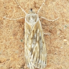 Ciampa arietaria (Brown Pasture Looper Moth) at Lyneham, ACT - 25 Mar 2021 by trevorpreston