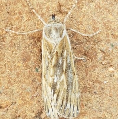 Ciampa arietaria (Brown Pasture Looper Moth) at Lyneham, ACT - 25 Mar 2021 by tpreston