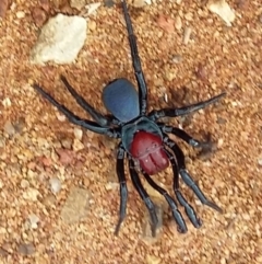 Missulena occatoria (Red-headed Mouse Spider) at Denman Prospect, ACT - 25 Mar 2021 by DebK