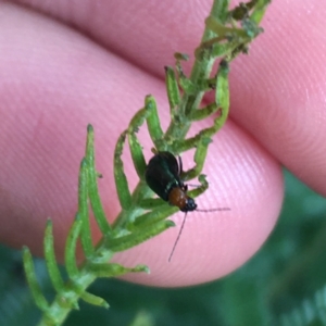 Adoxia benallae at Holt, ACT - 25 Mar 2021