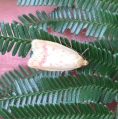 Heteroteucha occidua (A concealer moth) at Holt, ACT - 25 Mar 2021 by NedJohnston