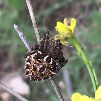 Backobourkia heroine (Heroic Orb-weaver) at Holt, ACT - 25 Mar 2021 by NedJohnston