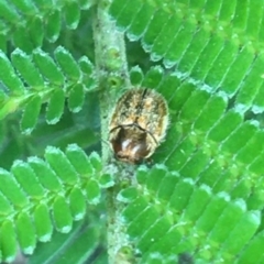 Elaphodes aeneolus (Leaf beetle) at Holt, ACT - 24 Mar 2021 by Ned_Johnston