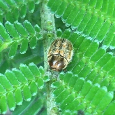 Elaphodes aeneolus (Leaf beetle) at Holt, ACT - 25 Mar 2021 by NedJohnston