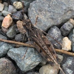 Pycnostictus seriatus (Common Bandwing) at Holt, ACT - 25 Mar 2021 by NedJohnston