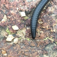 Ommatoiulus moreleti (Portuguese Millipede) at Holt, ACT - 24 Mar 2021 by Ned_Johnston