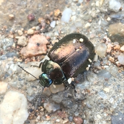 Chrysolina quadrigemina (Greater St Johns Wort beetle) at Holt, ACT - 25 Mar 2021 by NedJohnston